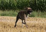 DOGUE ALLEMAND 326